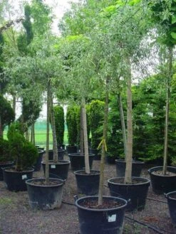 Treursierpeer (Pyrus Salicifolia 'Pendula') -Aanbiedingen Groene Hekken Winkel 20101224152204 9 2