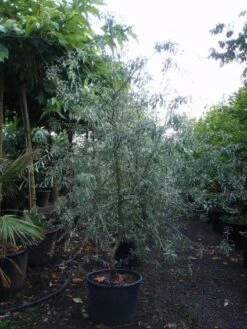 Sierpeer Als Struik (Pyrus Salicifolia 'Pendula') -Aanbiedingen Groene Hekken Winkel 20101224153119 6