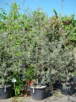 Sierpeer Als Struik (Pyrus Salicifolia 'Pendula') -Aanbiedingen Groene Hekken Winkel 20101224153132 6