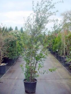 Steeneik Als Struik (Quercus Ilex) -Aanbiedingen Groene Hekken Winkel 20101224154115 12