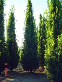 Zomereik Als Zuilboom (Quercus Robur 'Fastigiata') -Aanbiedingen Groene Hekken Winkel 20101227160226 12