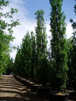 Zomereik Als Zuilboom (Quercus Robur 'Fastigiata') -Aanbiedingen Groene Hekken Winkel 20101227160311 12
