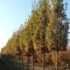 Zomereik Als Zuilboom (Quercus Robur 'Fastigiata Koster') -Aanbiedingen Groene Hekken Winkel 20101227161312 10