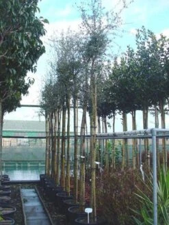 Kurkeik (Quercus Suber) -Aanbiedingen Groene Hekken Winkel 20101227162103 10