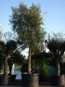 Kurkeik (Quercus Suber) -Aanbiedingen Groene Hekken Winkel 20101227162131 9