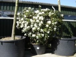Rhododendron (Rhododendron 'Cunningham White') -Aanbiedingen Groene Hekken Winkel 20101227172754 8