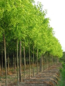 Gele Acacia (Robinia Pseudoacacia 'Frisia') -Aanbiedingen Groene Hekken Winkel 20101228115713 12