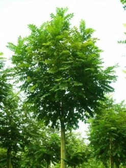 Bolacacia (Robinia Pseudoacacia 'Umbraculifera') -Aanbiedingen Groene Hekken Winkel 20101228120433 24 1