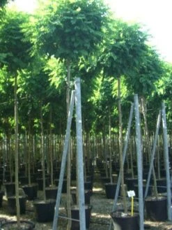 Bolacacia (Robinia Pseudoacacia 'Umbraculifera') -Aanbiedingen Groene Hekken Winkel 20101228120453 24 1