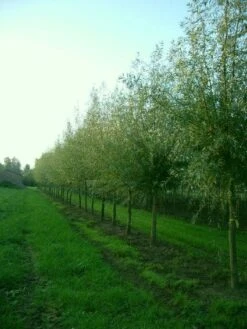 Knotwilg (Salix Alba) -Aanbiedingen Groene Hekken Winkel 20101228131242 13 1