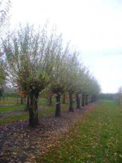 Knotwilg (Salix Alba) -Aanbiedingen Groene Hekken Winkel 20101228131303 13 2