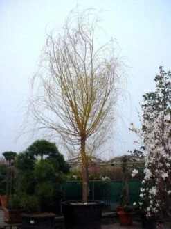 Gele Treurwilg (Salix Babylonica 'Aurea') -Aanbiedingen Groene Hekken Winkel 20101228133308 11
