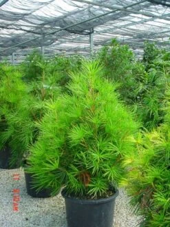 Japanse Parasolden (Sciadopitys Verticilata) -Aanbiedingen Groene Hekken Winkel 20101228133645 7