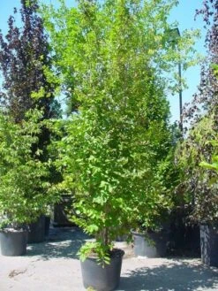 Schijncamelia (Stewartia Pseudocamellia)