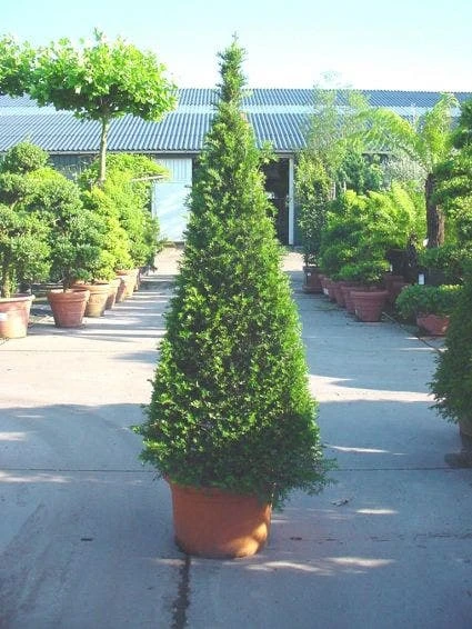 Taxus Als Pyramide (Taxus Baccata) 5 Taxus Als Pyramide (Taxus Baccata) - Afbeelding 3