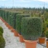 Taxus Als Kubus (Taxus Baccata) -Aanbiedingen Groene Hekken Winkel 20101230131047 2