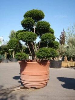 Taxus Als Bonsai (Taxus Baccata) -Aanbiedingen Groene Hekken Winkel 20101230131827 1 2