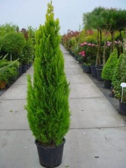 Levensboom (Thuja Orientalis 'Pyramidalis Aurea') -Aanbiedingen Groene Hekken Winkel 20101230135131 8 1