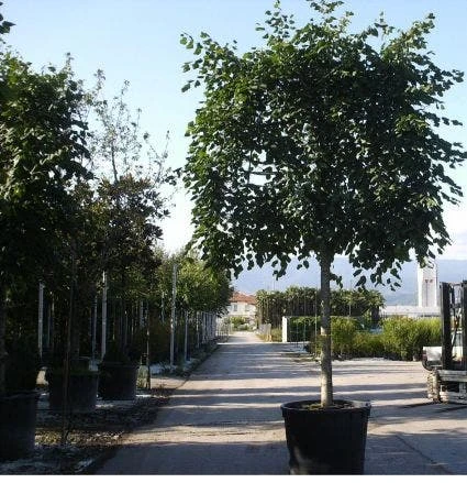 Leilinde (Tilia Vulgaris 'Pallida') 4 Leilinde (Tilia Vulgaris 'Pallida') - Afbeelding 2