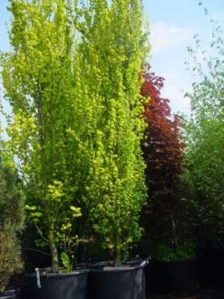 Goudiep (Ulmus Hollandica 'Wredei') -Aanbiedingen Groene Hekken Winkel 20101231140718 9 1