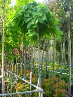 Treuriep (Ulmus Glabra 'Pendula') -Aanbiedingen Groene Hekken Winkel 20101231141953 7