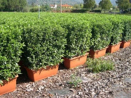 Sneeuwbal Meeneemhaag (Viburnum Tinus 'Eve Price') 3 Sneeuwbal Meeneemhaag (Viburnum Tinus 'Eve Price')