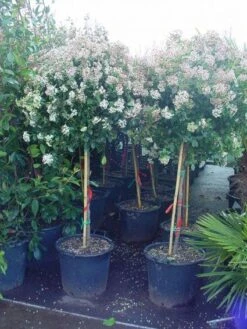 Sneeuwbal Op Stam (Viburnum Tinus 'Eve Price') -Aanbiedingen Groene Hekken Winkel 20110102183216 4