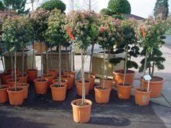 Sneeuwbal Op Stam (Viburnum Tinus 'Eve Price') 19 Sneeuwbal Op Stam (Viburnum Tinus 'Eve Price') -Aanbiedingen Groene Hekken Winkel 20110102183229 4 1