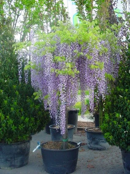 Blauwe Regen Als Boom (Wisteria Sinensis 'Prolific') 3 Blauwe Regen Als Boom (Wisteria Sinensis 'Prolific')