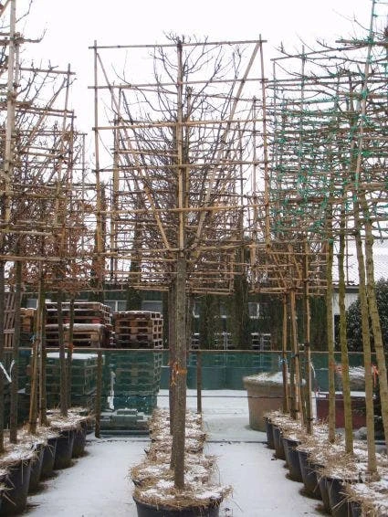 Sierappel Als Leiboom (Malus 'Red Sentinel') 6 Sierappel Als Leiboom (Malus 'Red Sentinel') - Afbeelding 4