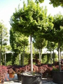 Haagbeuk Als Dakboom (Carpinus Betulus) -Aanbiedingen Groene Hekken Winkel 20110131134421 4