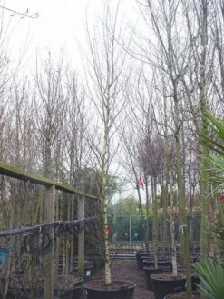 Berk Als Dakboom (Betula Pendula) -Aanbiedingen Groene Hekken Winkel 20110131155942 3 1