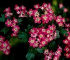 Rode Meidoorn Als Leiboom (Crataegus 'Paul's Scarlet') 7 Rode Meidoorn Als Leiboom (Crataegus 'Paul's Scarlet') -Aanbiedingen Groene Hekken Winkel 20110201103926 5