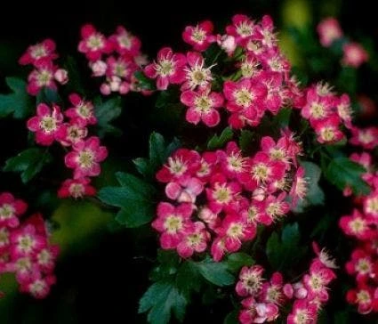 Rode Meidoorn Als Leiboom (Crataegus 'Paul's Scarlet') 5 Rode Meidoorn Als Leiboom (Crataegus 'Paul's Scarlet') - Afbeelding 3