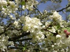 Sierappel Als Leiboom (Malus 'Evereste') -Aanbiedingen Groene Hekken Winkel 20110201104751 8