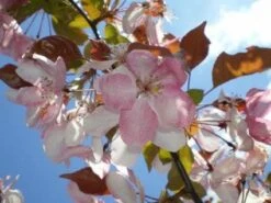 Sierappel Als Leiboom (Malus 'Rudolf') -Aanbiedingen Groene Hekken Winkel 20110201105708 3 2