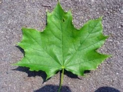 Noorse Esdoorn (Acer Platanoides) -Aanbiedingen Groene Hekken Winkel 20110201164506 11