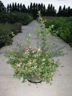 Abelia (Abelia Grandiflora) -Aanbiedingen Groene Hekken Winkel 20110214170632 9