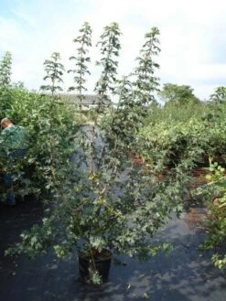 Veldesdoorn Als Haag (Acer Campestre) 7 Veldesdoorn Als Haag (Acer Campestre) -Aanbiedingen Groene Hekken Winkel 20110214170842 9 1