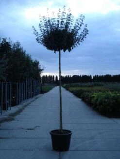 Bonte Bolesdoorn (Acer Pseudoplatanus 'Brilliantissimum')