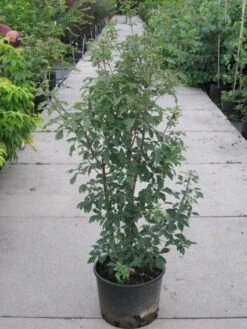 Papieresdoorn (Acer Griseum) -Aanbiedingen Groene Hekken Winkel 20110214171303 5