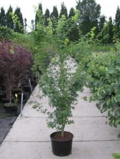 Japanse Esdoorn (Acer Palmatum 'Aoyagi') -Aanbiedingen Groene Hekken Winkel 20110215150938 4