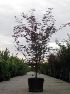 Japanse Esdoorn (Acer Palmatum 'Fireglow') -Aanbiedingen Groene Hekken Winkel 20110215151240 11