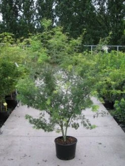 Japanse Esdoorn (Acer Palmatum 'Seiryu') -Aanbiedingen Groene Hekken Winkel 20110215152040 6