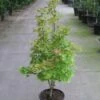 Japanse Esdoorn (Acer Shirasawanum 'Aureum') -Aanbiedingen Groene Hekken Winkel 20110215152843 8 1