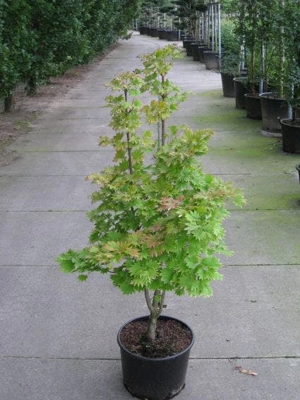 Japanse Esdoorn (Acer Shirasawanum 'Aureum') 3 Japanse Esdoorn (Acer Shirasawanum 'Aureum')