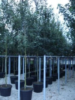 Krentenboom (Amelanchier Arborea 'Robin Hill') -Aanbiedingen Groene Hekken Winkel 20110215154853 10 2