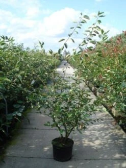 Krentenboom Als Struik (Amelanchier Lamarckii) -Aanbiedingen Groene Hekken Winkel 20110215155125 13 2