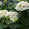 Hortensia (Hydrangea 'Endless Summer The Bride') -Aanbiedingen Groene Hekken Winkel 20110622190216 2