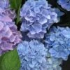 Hortensia (Hydrangea 'Endless Summer' Blauw) -Aanbiedingen Groene Hekken Winkel 20110702112219 2